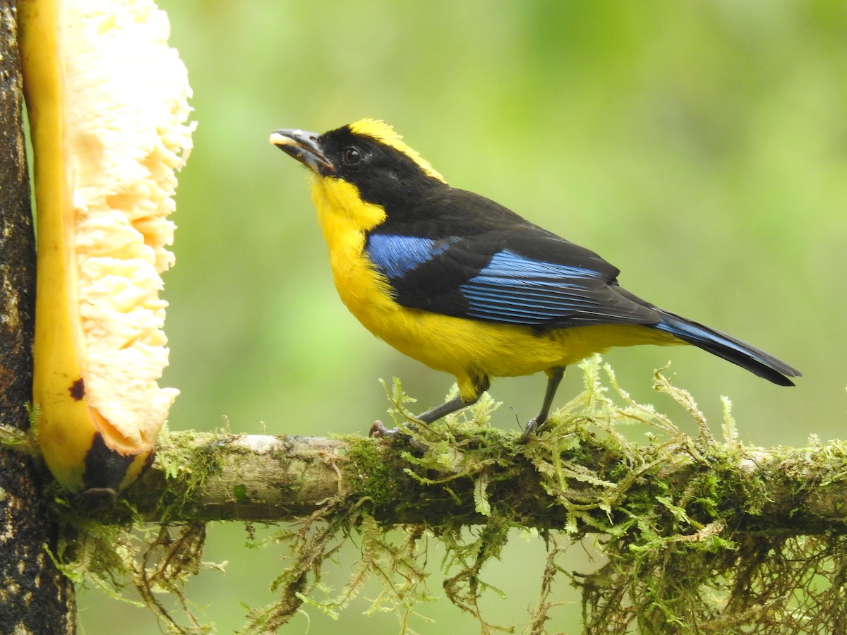 Blue-winged Mountain Tanager - ML617886378