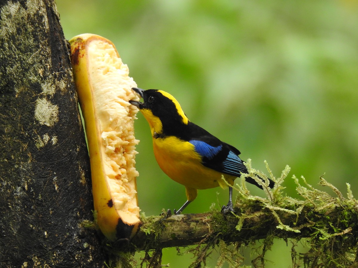 Blue-winged Mountain Tanager - ML617886379