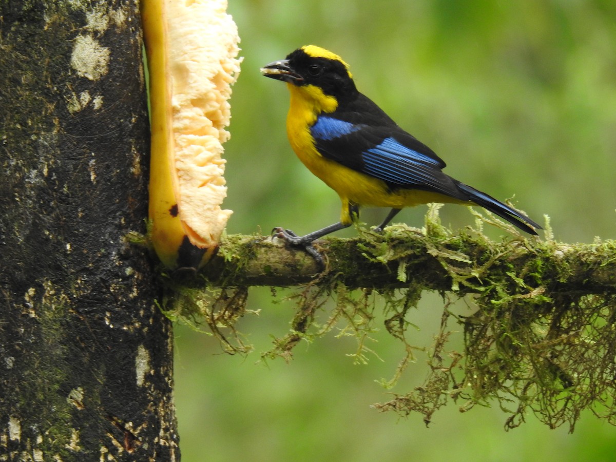 Blue-winged Mountain Tanager - ML617886382