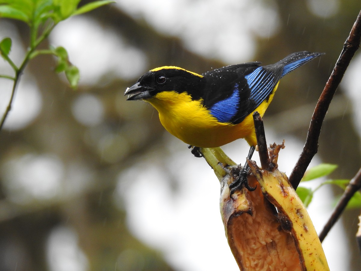 Blue-winged Mountain Tanager - ML617886424