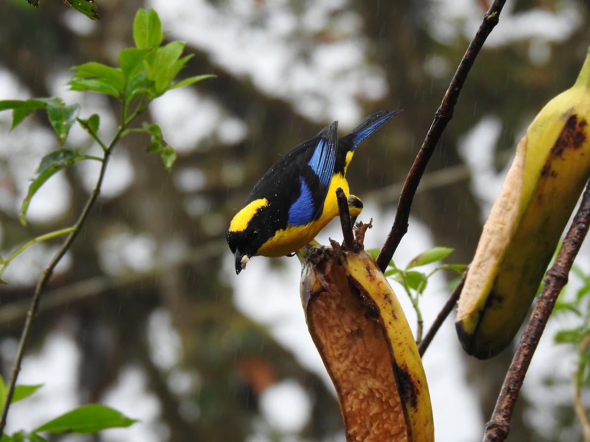 Blue-winged Mountain Tanager - ML617886425