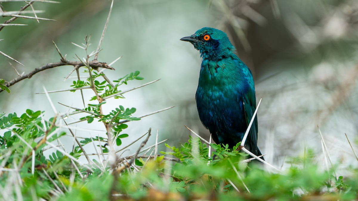 Greater Blue-eared Starling - ML617886432