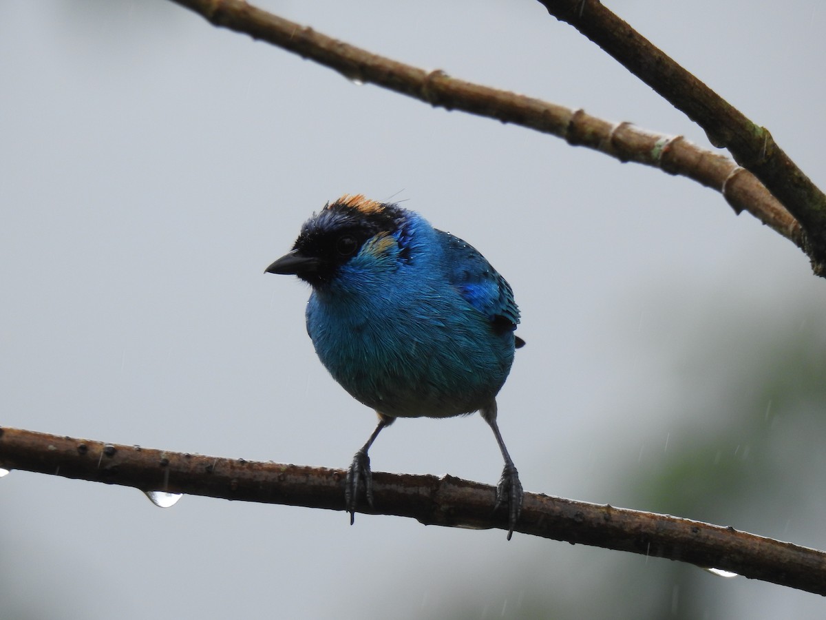 Golden-naped Tanager - ML617886458