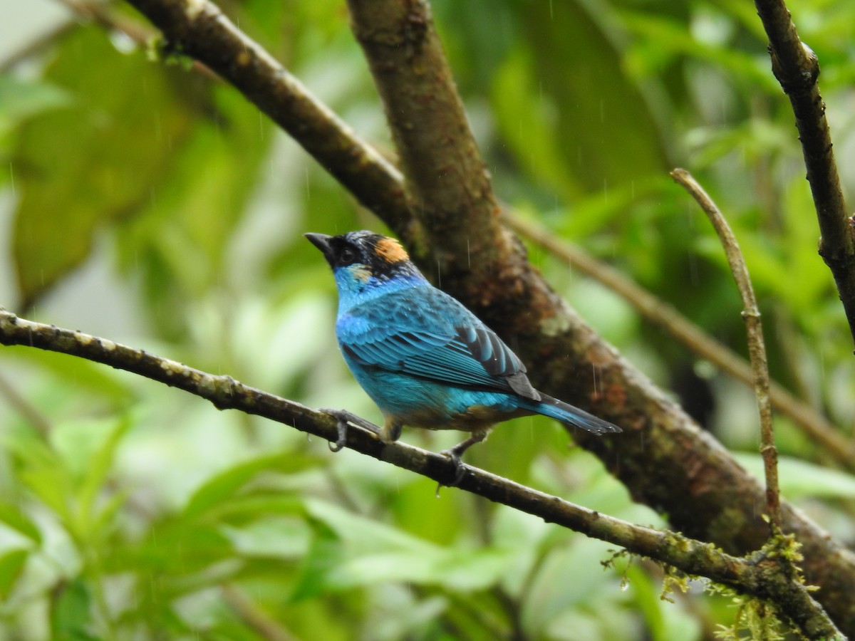 Golden-naped Tanager - ML617886461