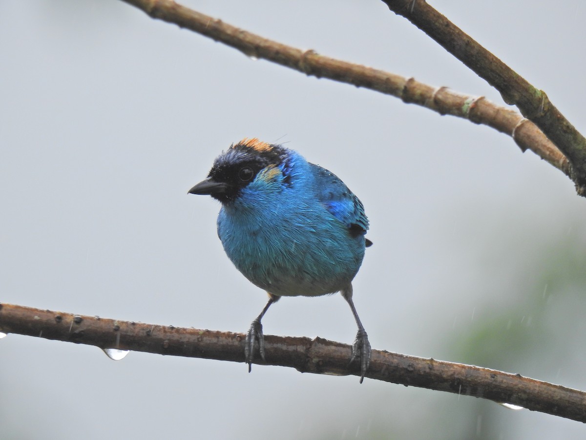 Golden-naped Tanager - ML617886462