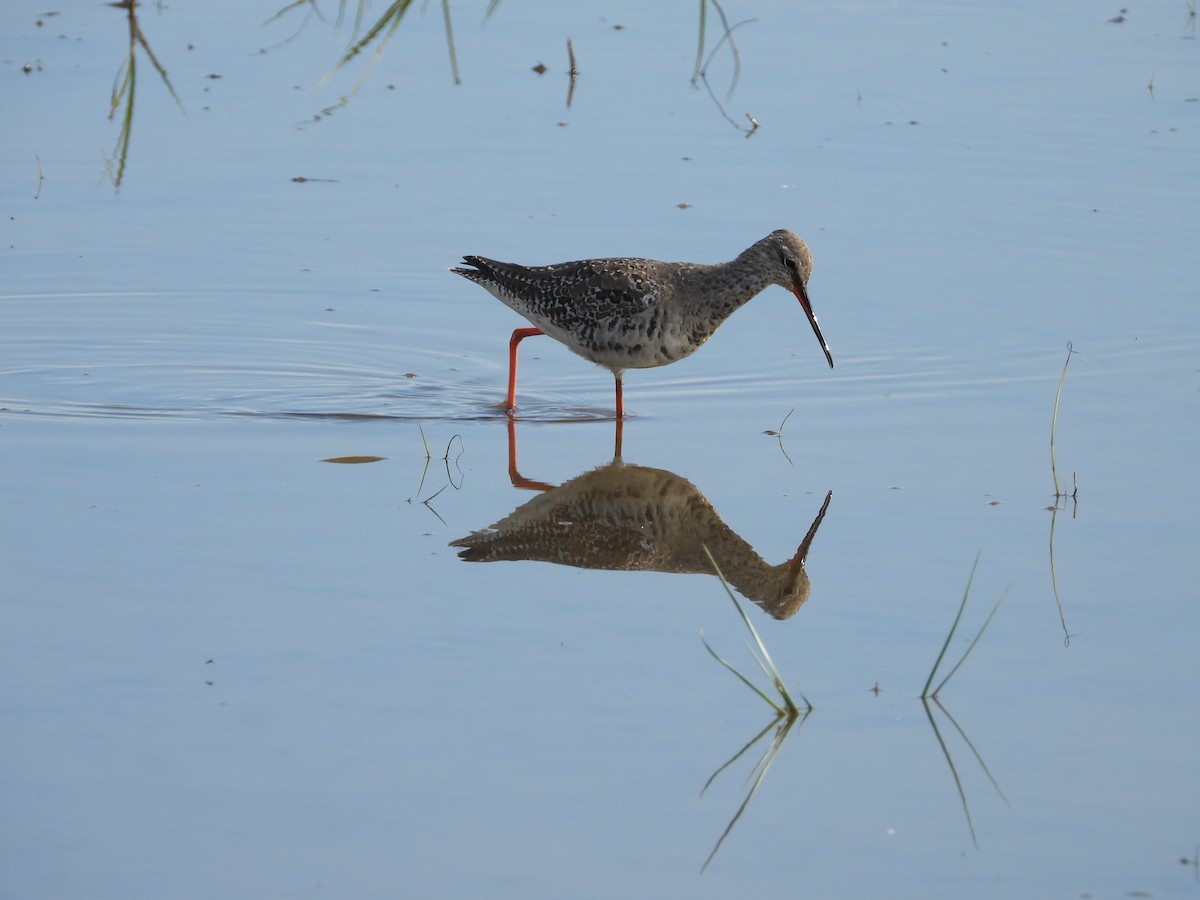Spotted Redshank - ML617886474
