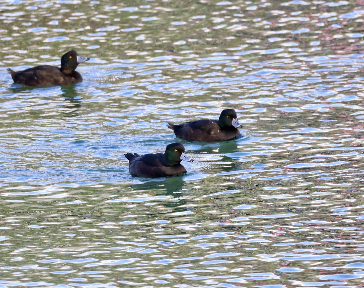 New Zealand Scaup - Anonymous