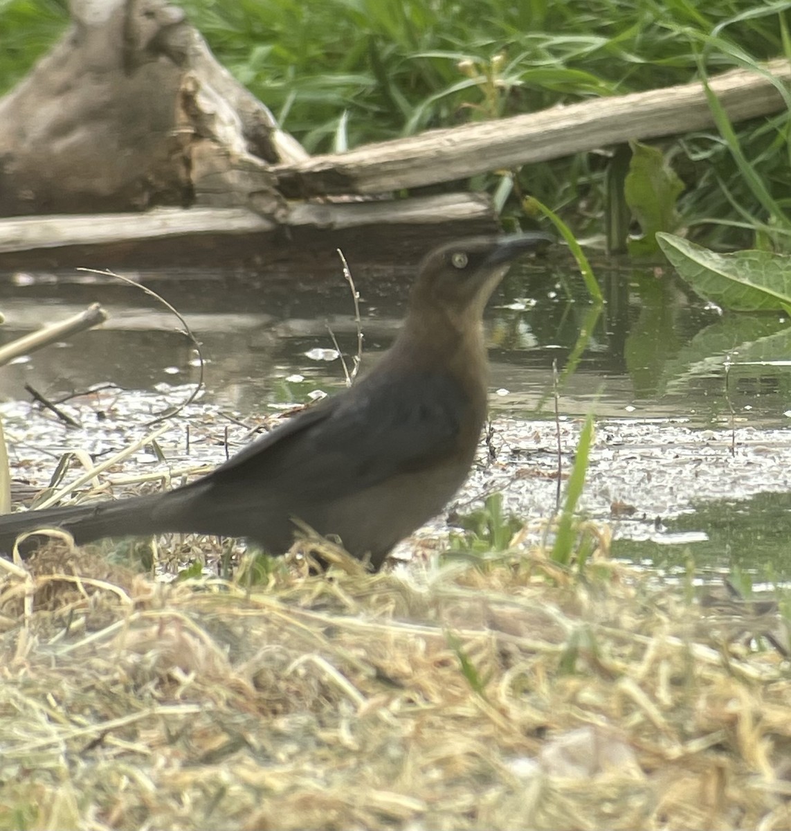 Great-tailed Grackle - ML617886503