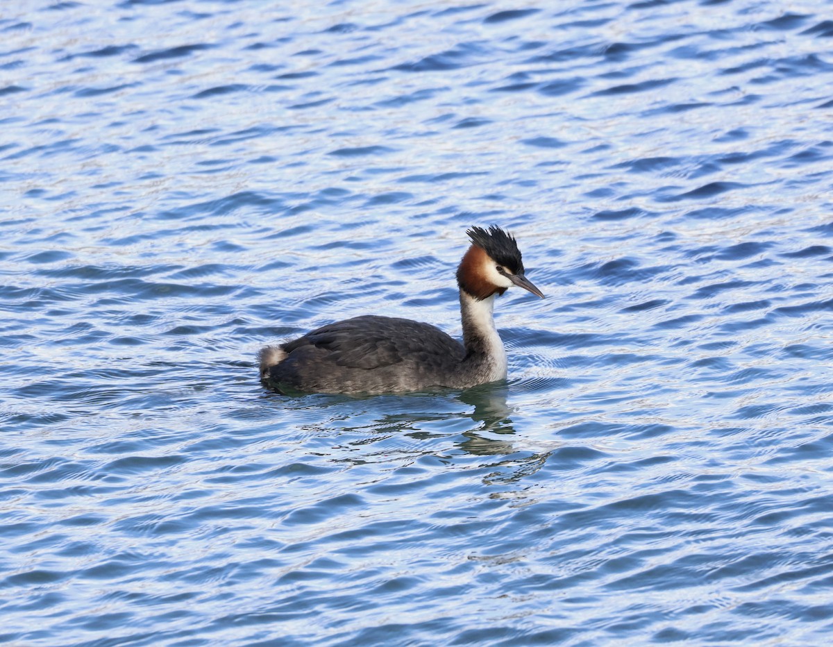 Great Crested Grebe - ML617886513