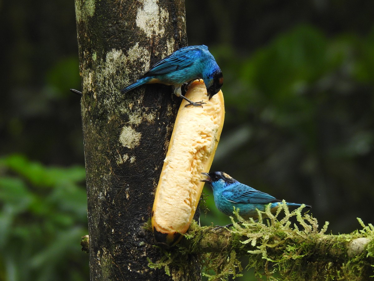 Golden-naped Tanager - ML617886519