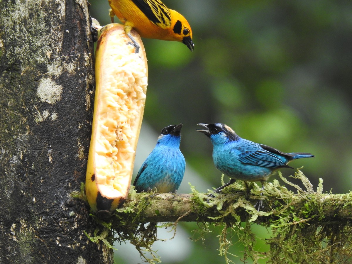 Golden-naped Tanager - ML617886520