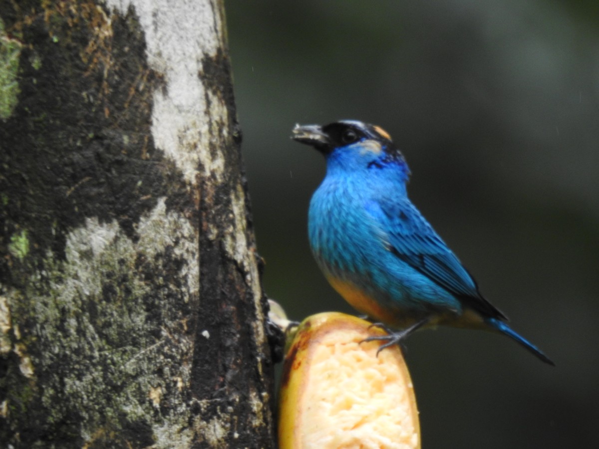 Golden-naped Tanager - ML617886523