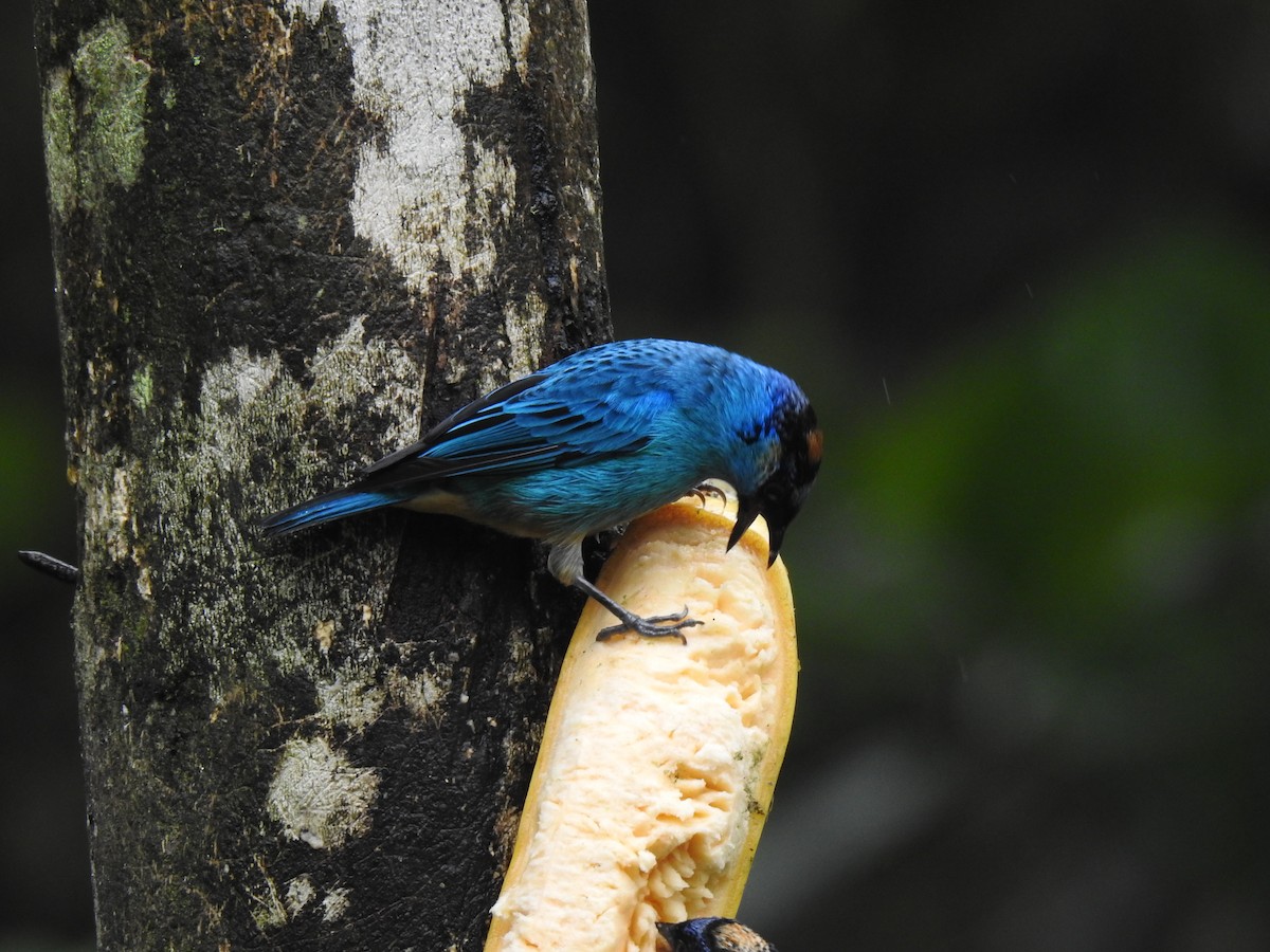 Golden-naped Tanager - ML617886524