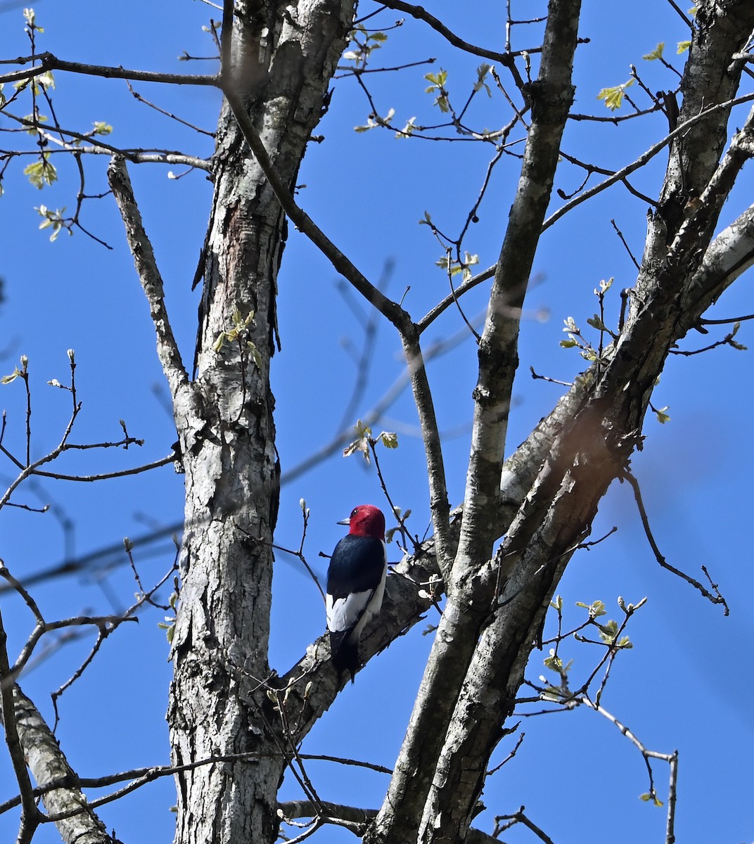Red-headed Woodpecker - ML617886543