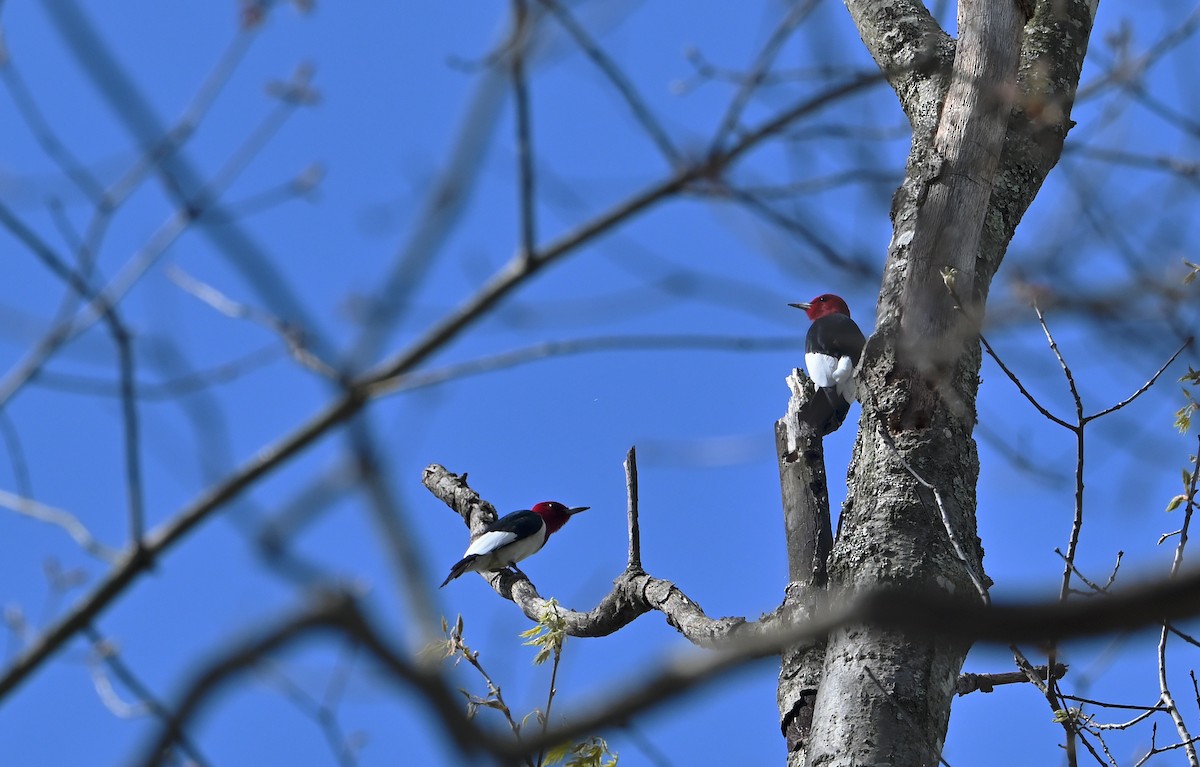 Red-headed Woodpecker - Donald Casavecchia