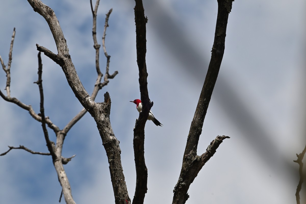 Red-headed Woodpecker - ML617886545
