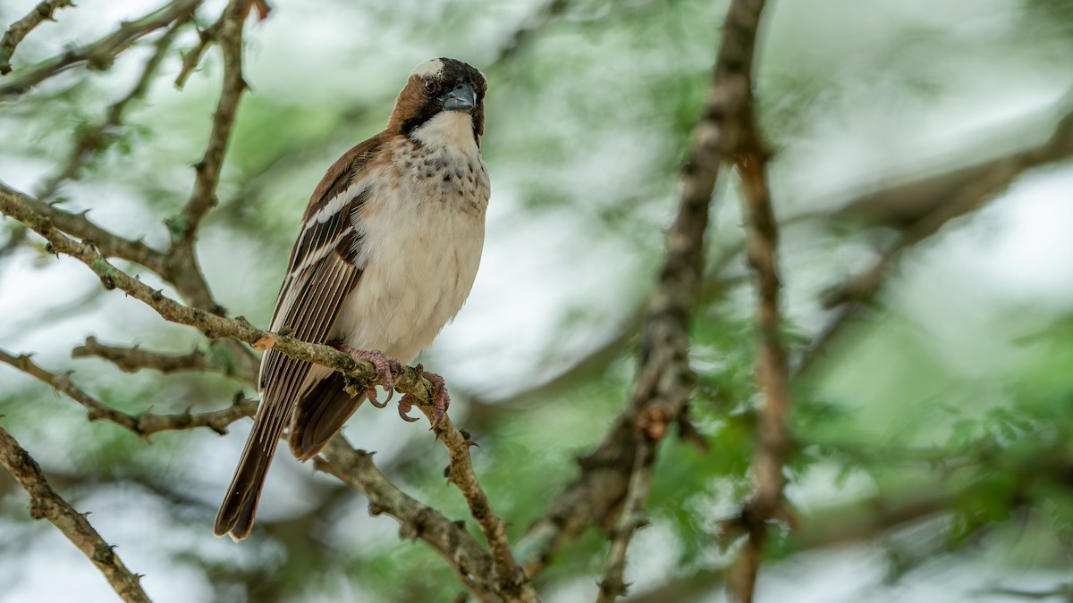 White-browed Sparrow-Weaver - Javier Cotin
