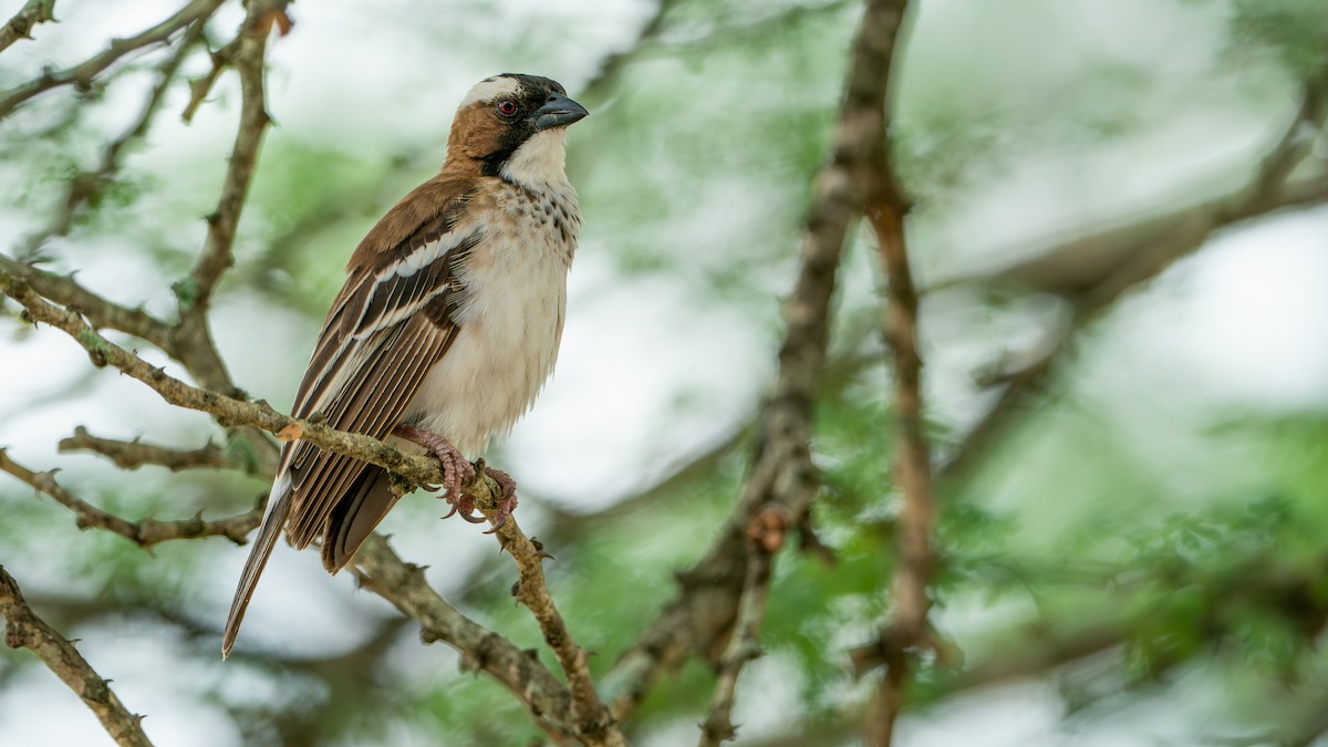 White-browed Sparrow-Weaver - ML617886563