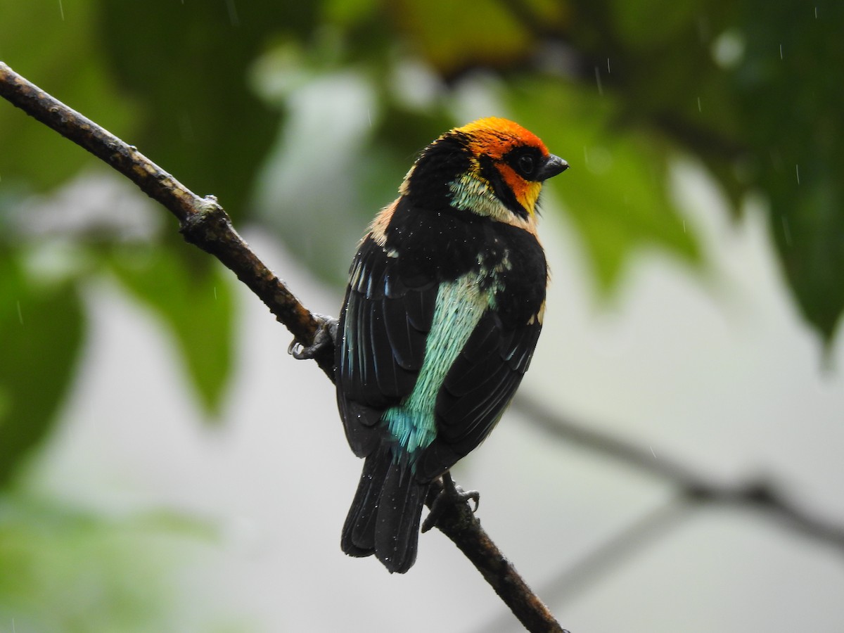 Flame-faced Tanager - ML617886570