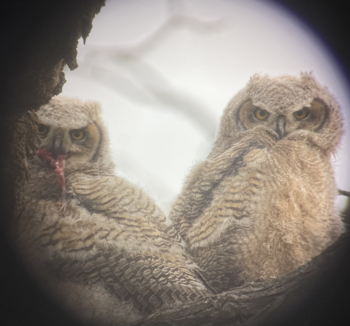 Great Horned Owl - ML617886578