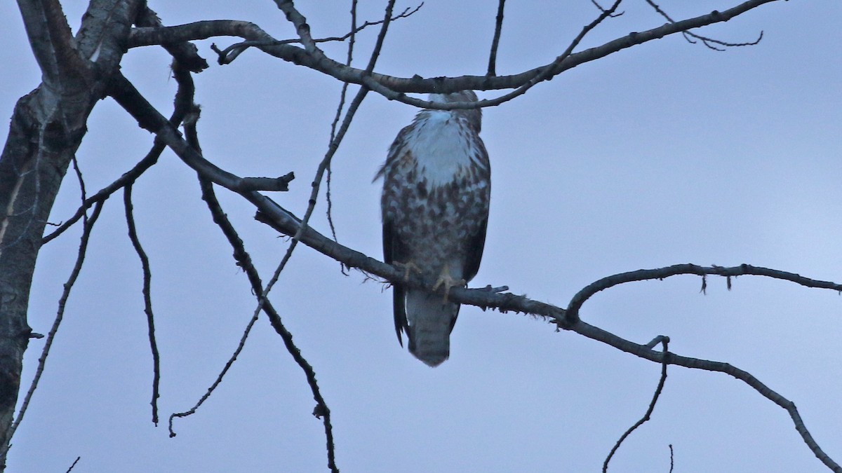 Red-tailed Hawk - ML617886602