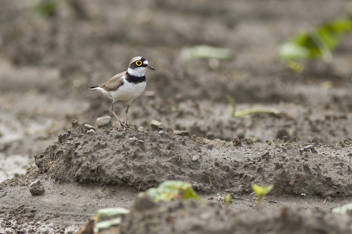 Little Ringed Plover - u7 Liao