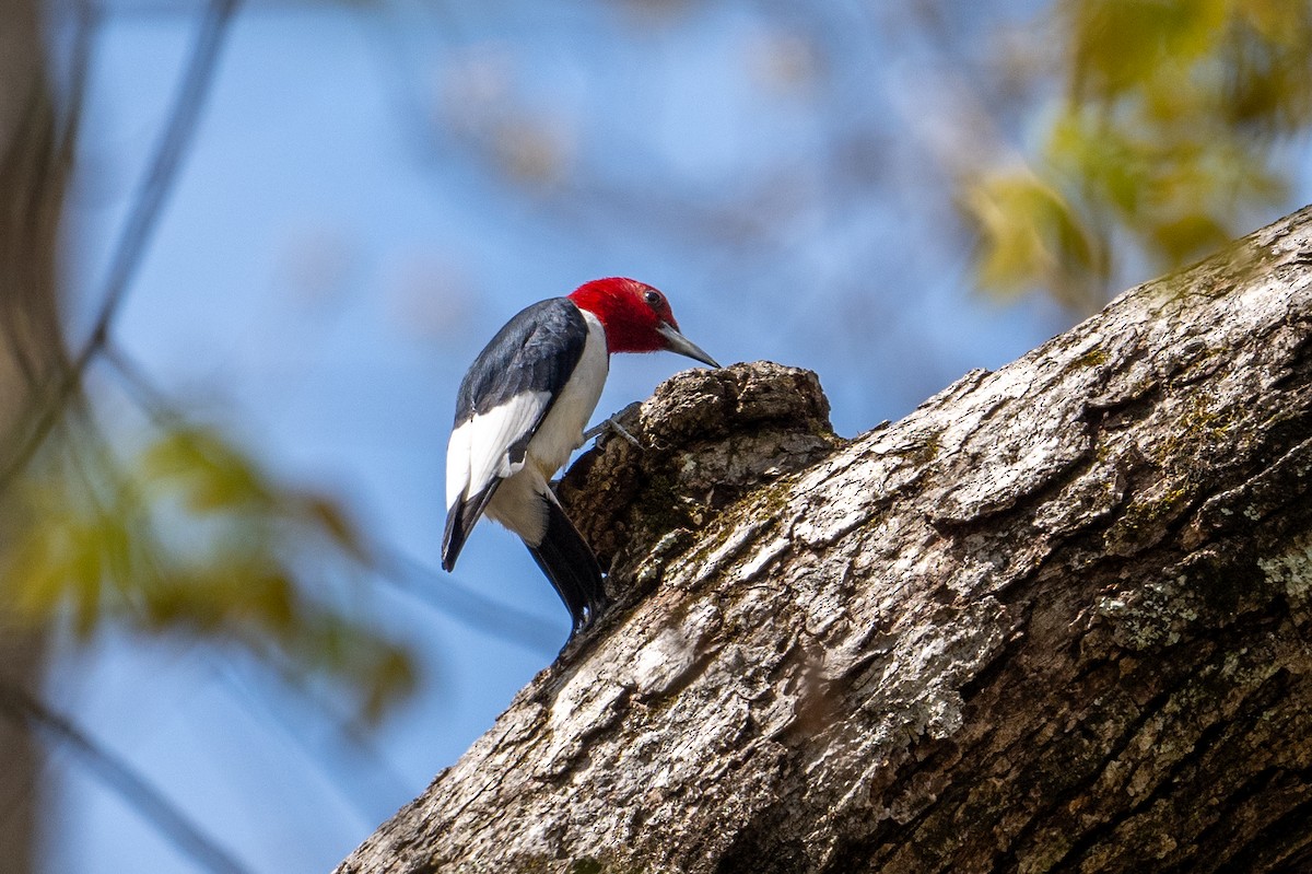 Red-headed Woodpecker - ML617886644
