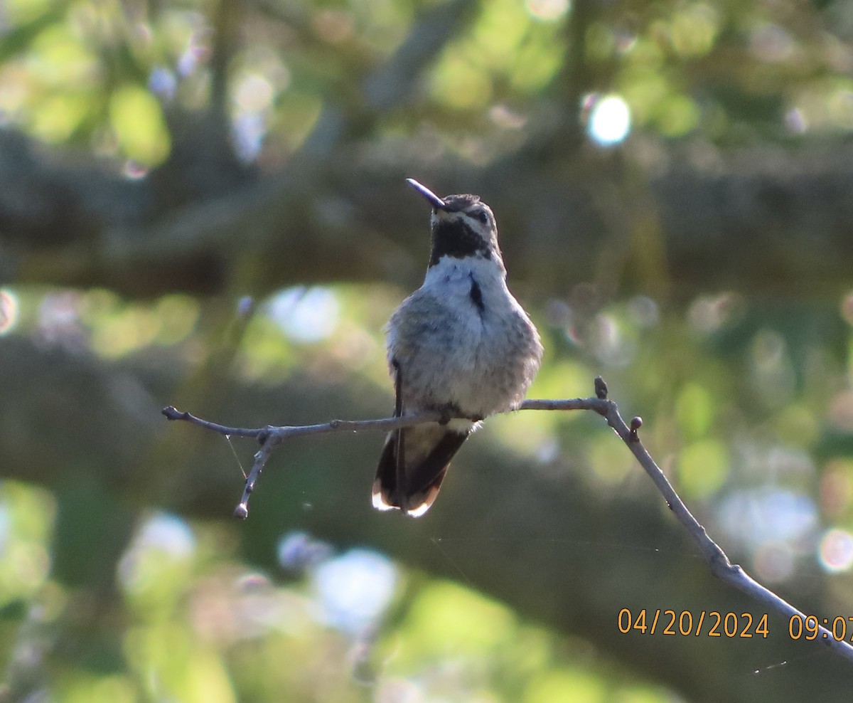 Anna's Hummingbird - Patricia Ayres