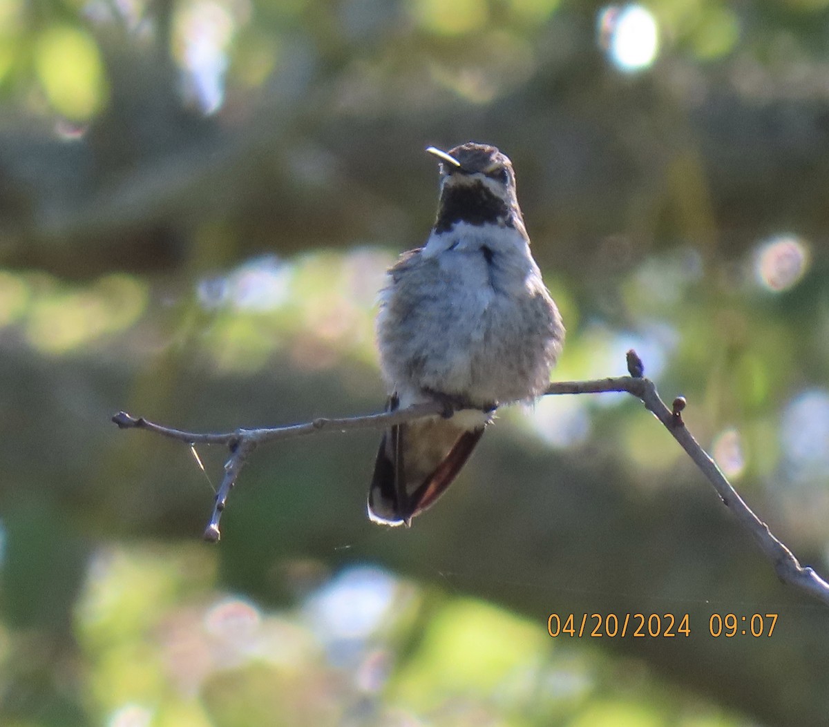 Anna's Hummingbird - ML617886653