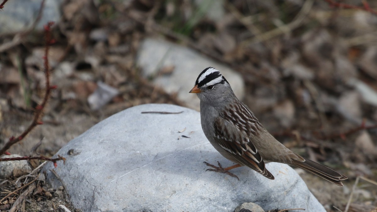 White-crowned Sparrow - Jim Sims