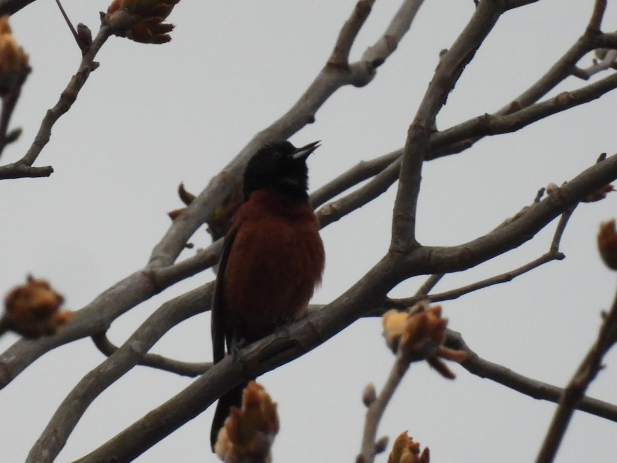 Orchard Oriole - ML617886766