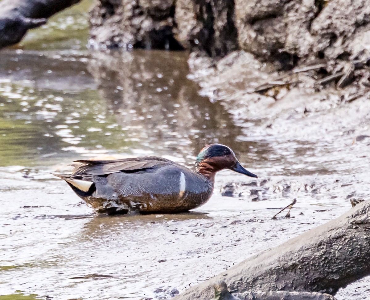 Green-winged Teal - ML617886833