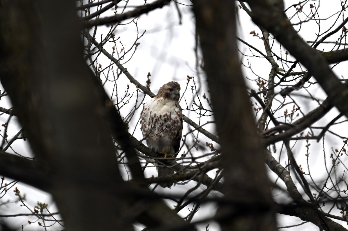 Red-tailed Hawk - ML617886855