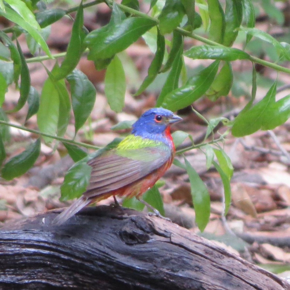Painted Bunting - ML617886891