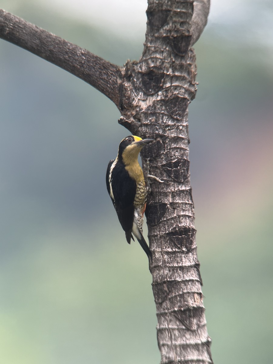 Golden-naped Woodpecker - ML617886895