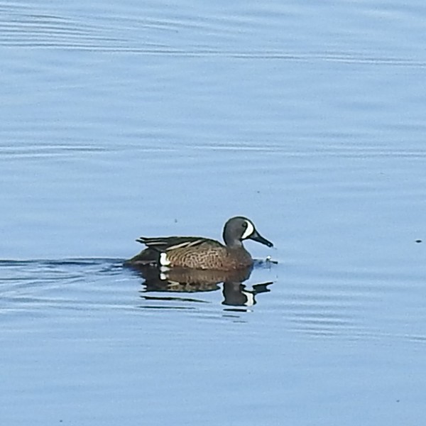 Blue-winged Teal - ML617886932