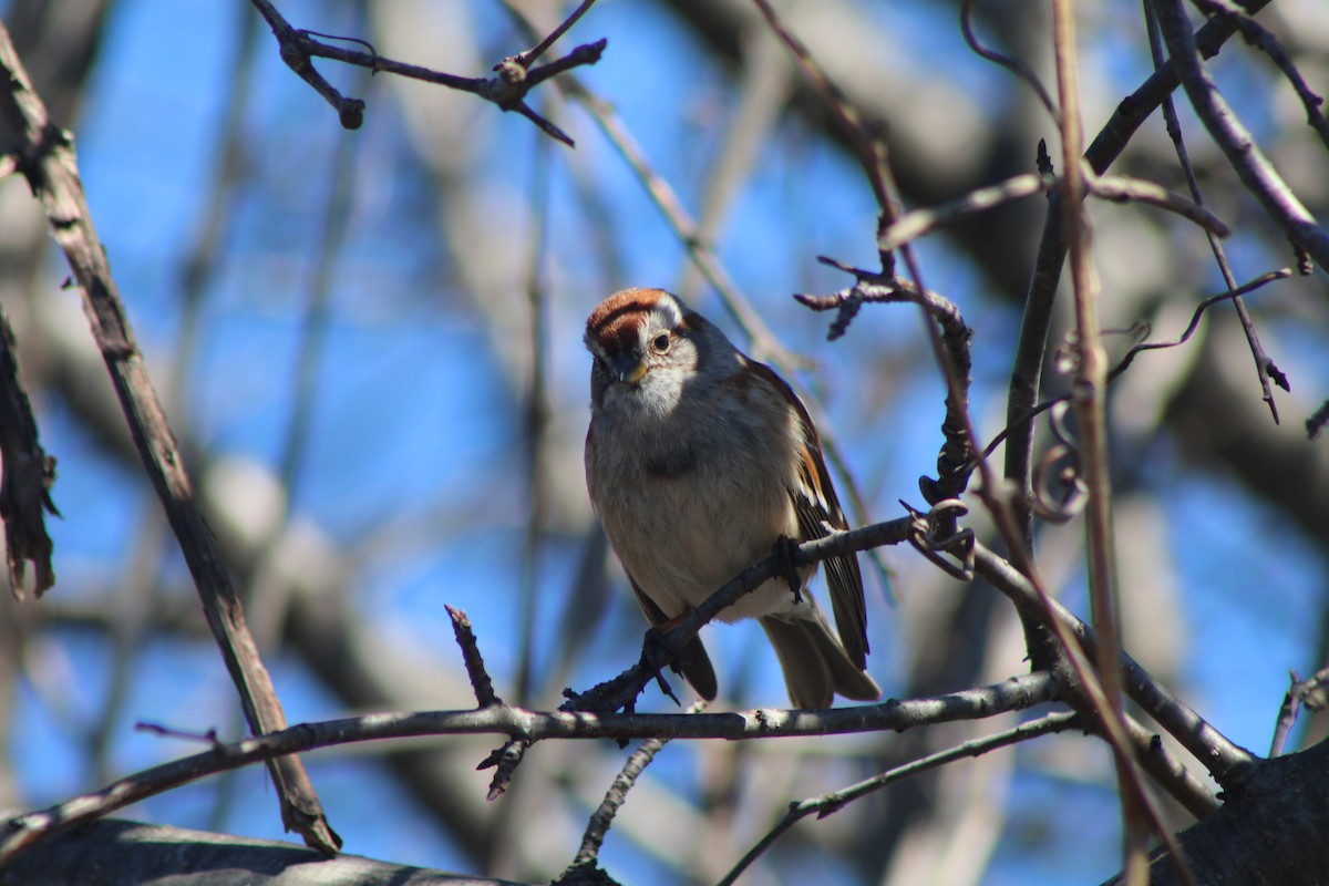 American Tree Sparrow - Cory Ruchlin