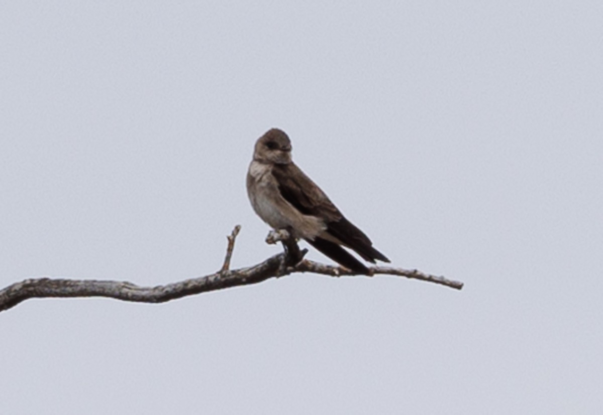 Northern Rough-winged Swallow - ML617886997
