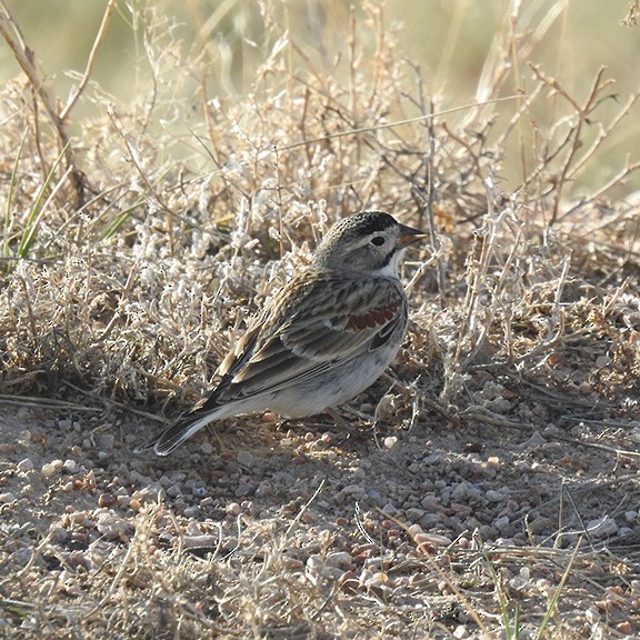 Thick-billed Longspur - ML617887033