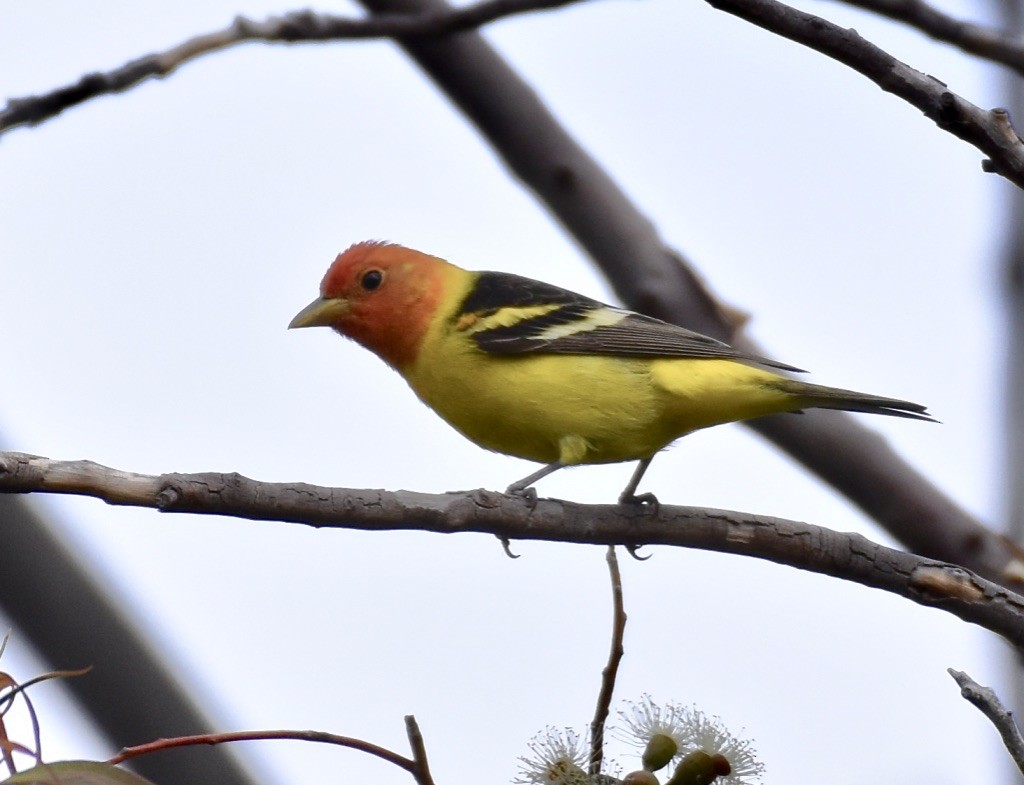 Western Tanager - ML617887044