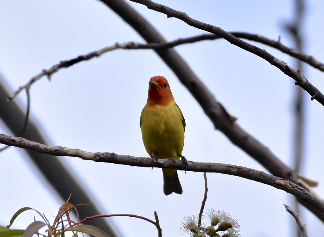 Western Tanager - ML617887045