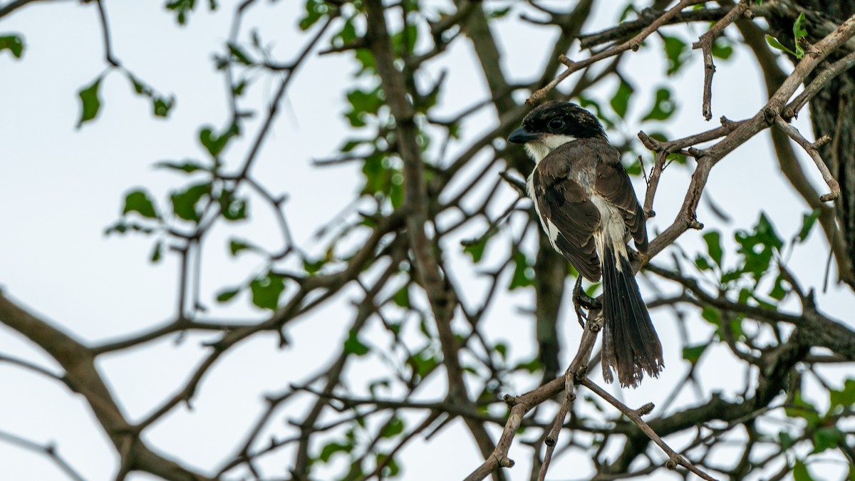Long-tailed Fiscal - Javier Cotin