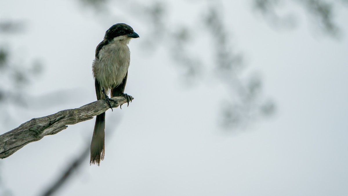 Long-tailed Fiscal - Javier Cotin