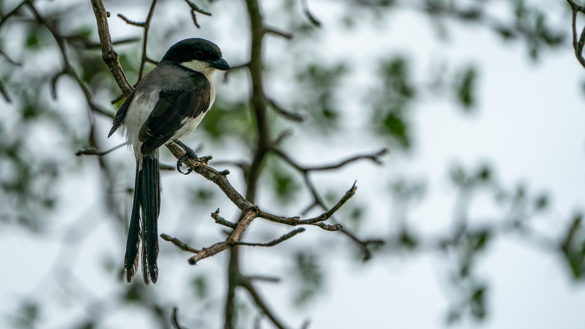 Long-tailed Fiscal - ML617887073