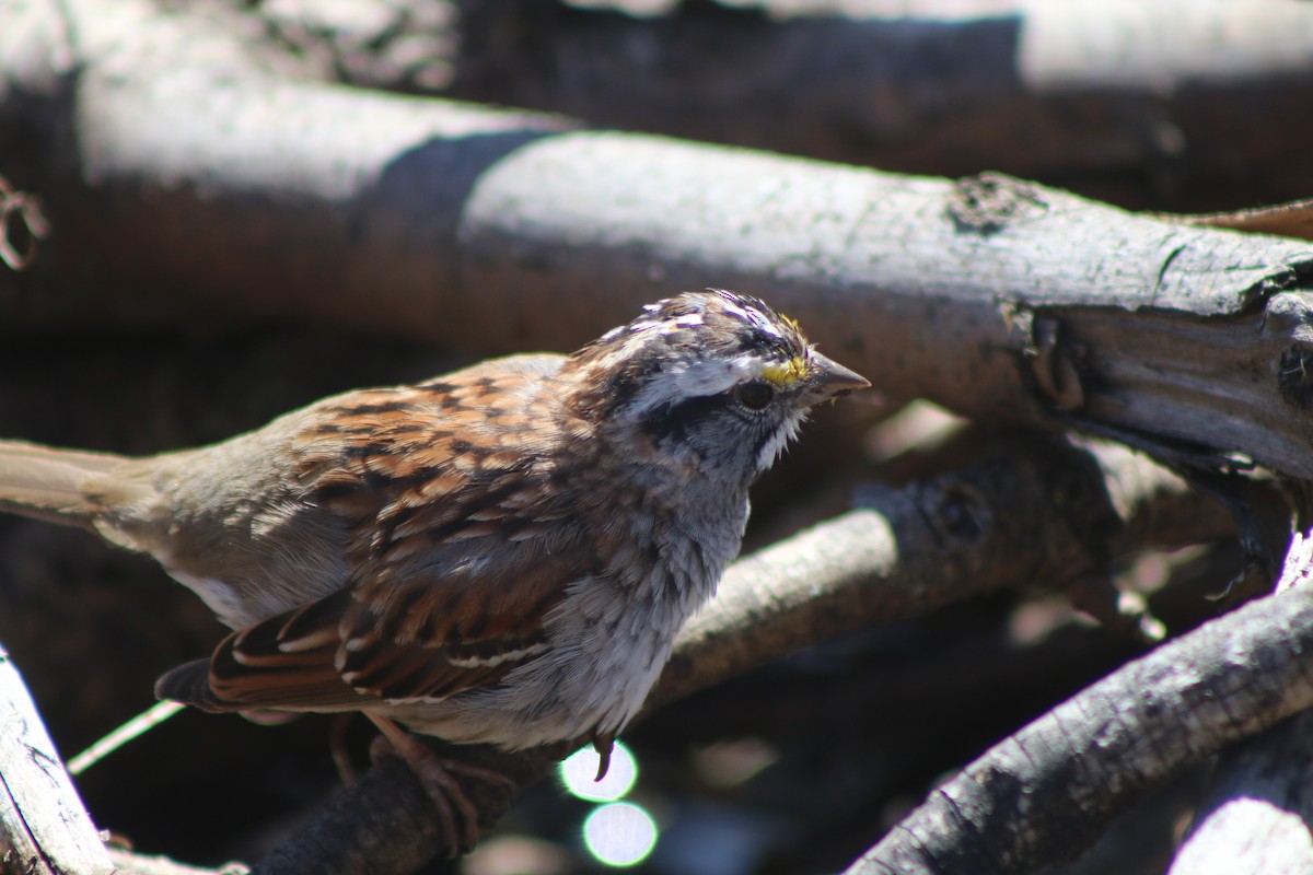 White-throated Sparrow - Cory Ruchlin