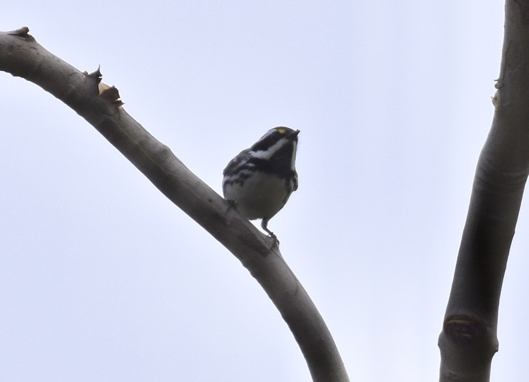 Black-throated Gray Warbler - ML617887100