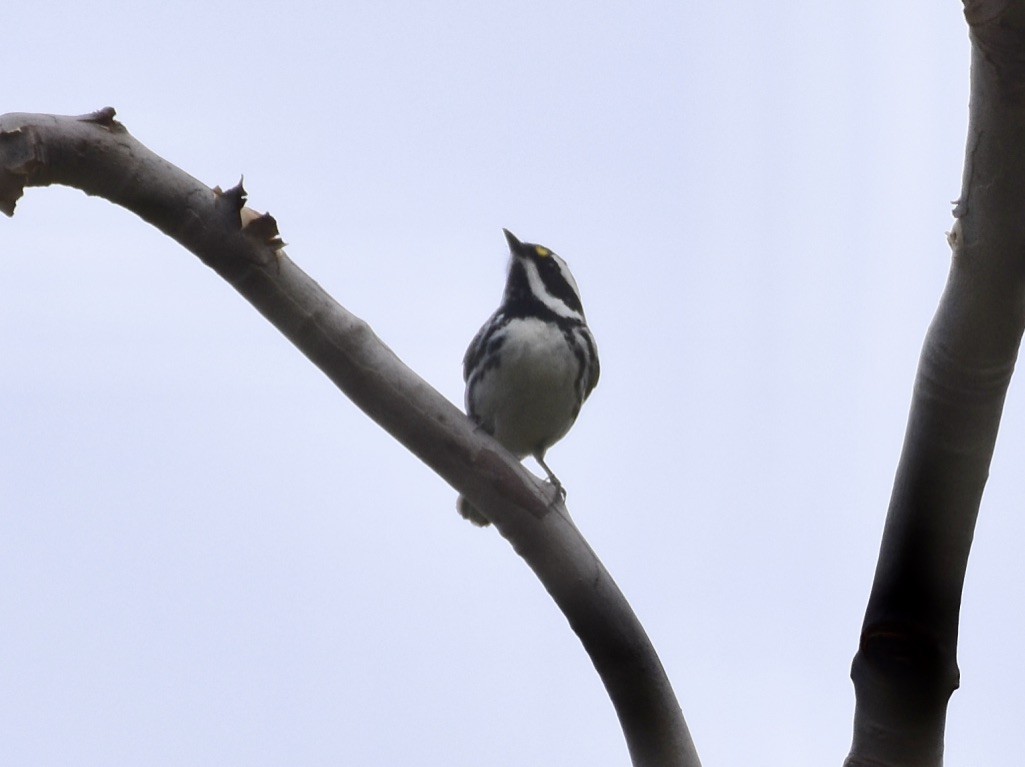 Black-throated Gray Warbler - ML617887102