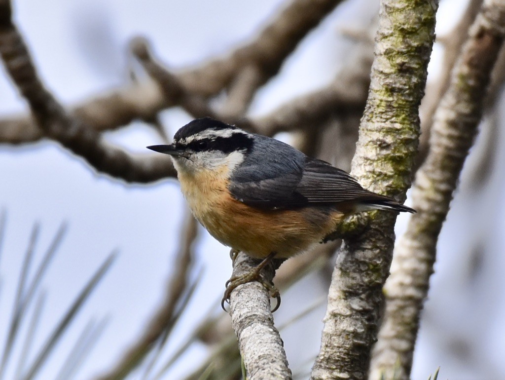 Red-breasted Nuthatch - ML617887153