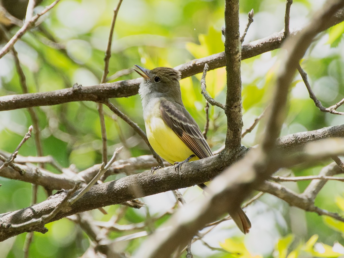 Great Crested Flycatcher - ML617887189