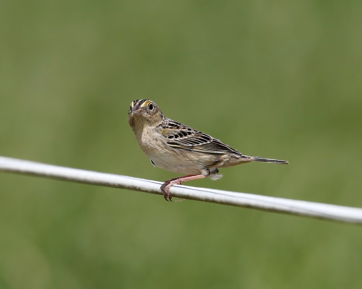 Grasshopper Sparrow - ML617887215